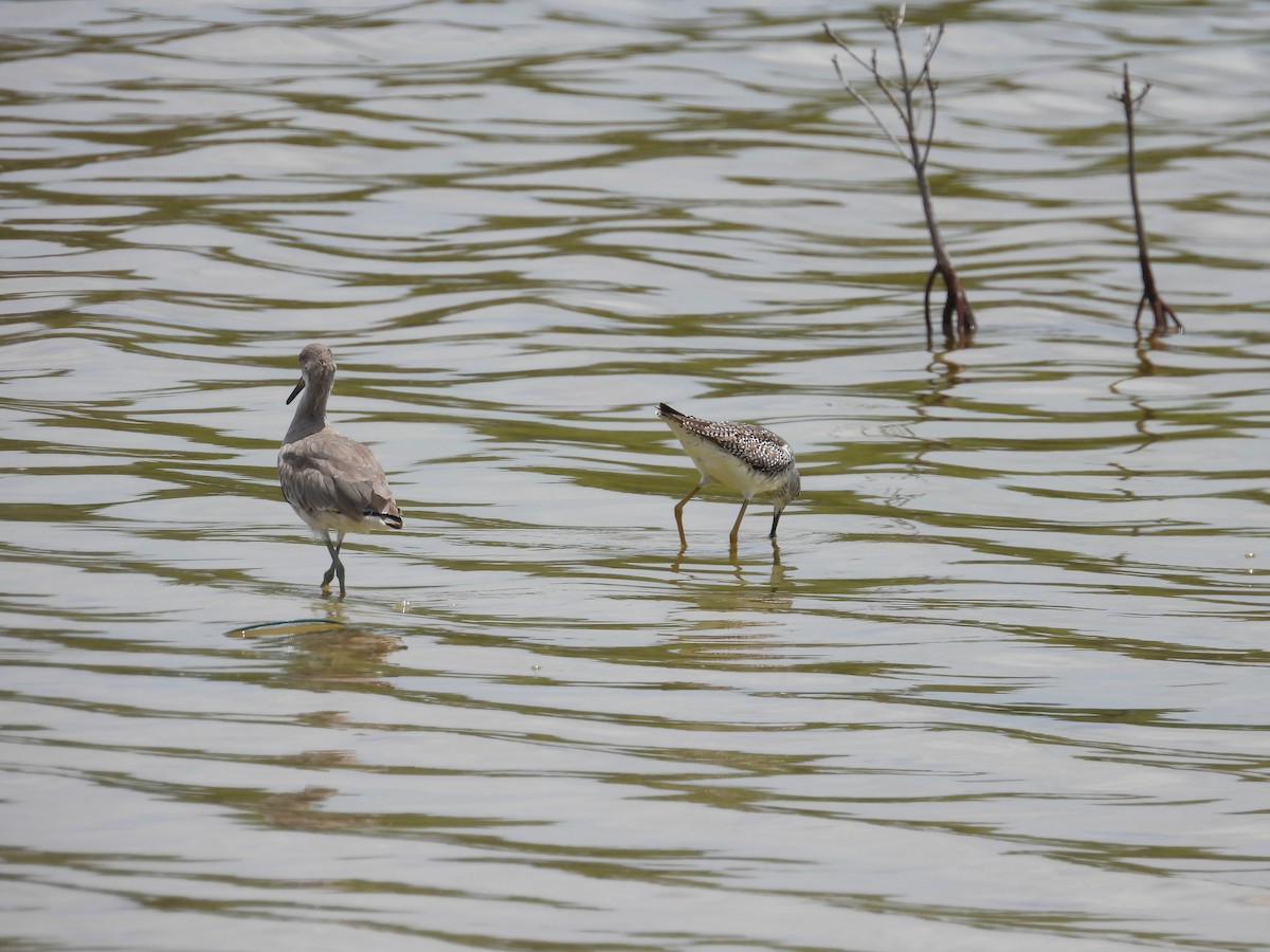 Greater Yellowlegs - ML638488328