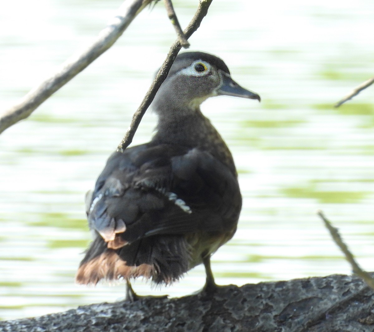 Wood Duck - ML638488353
