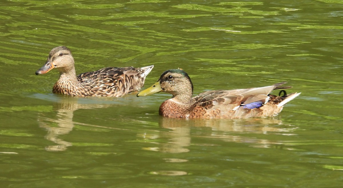 Mallard - ML638488355