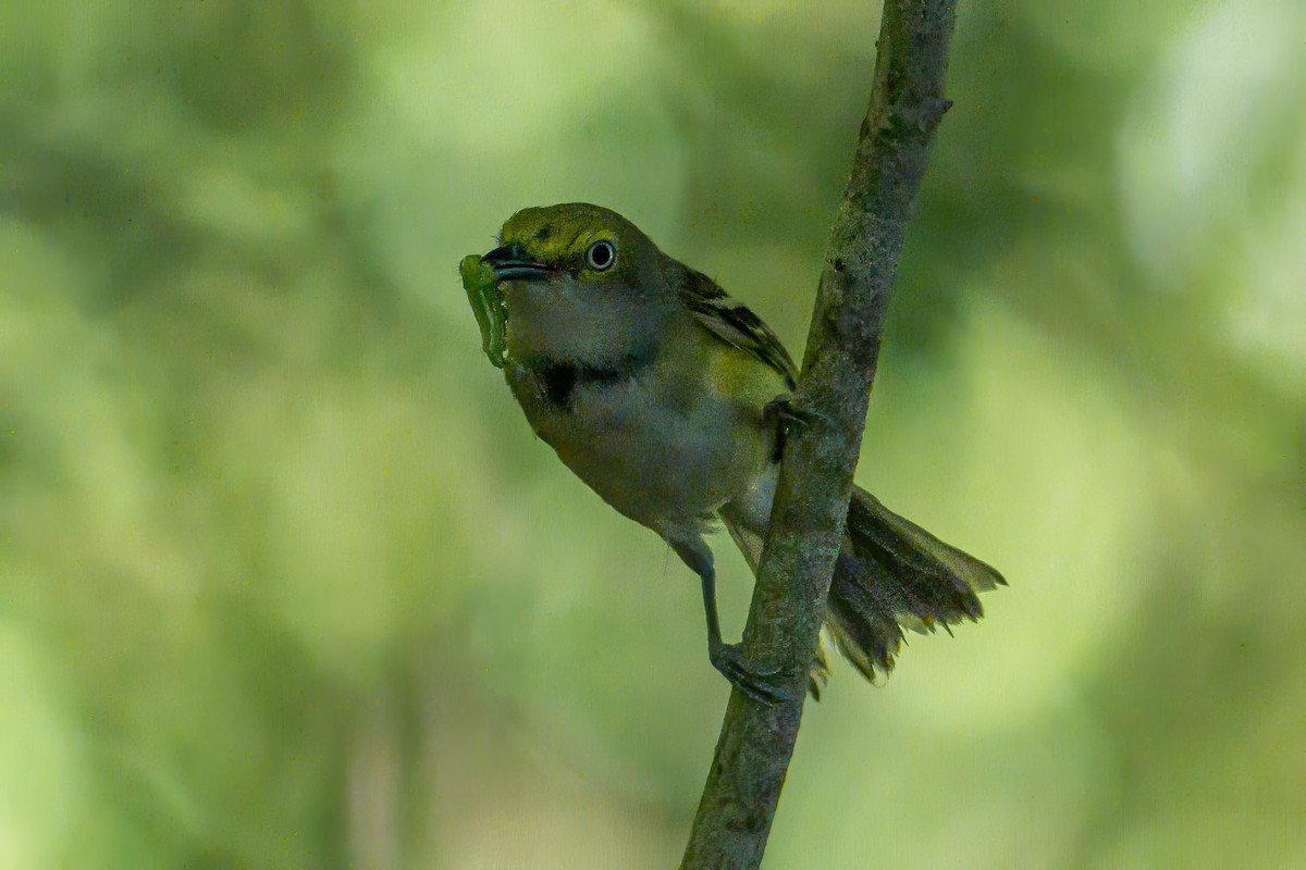White-eyed Vireo - ML638488383