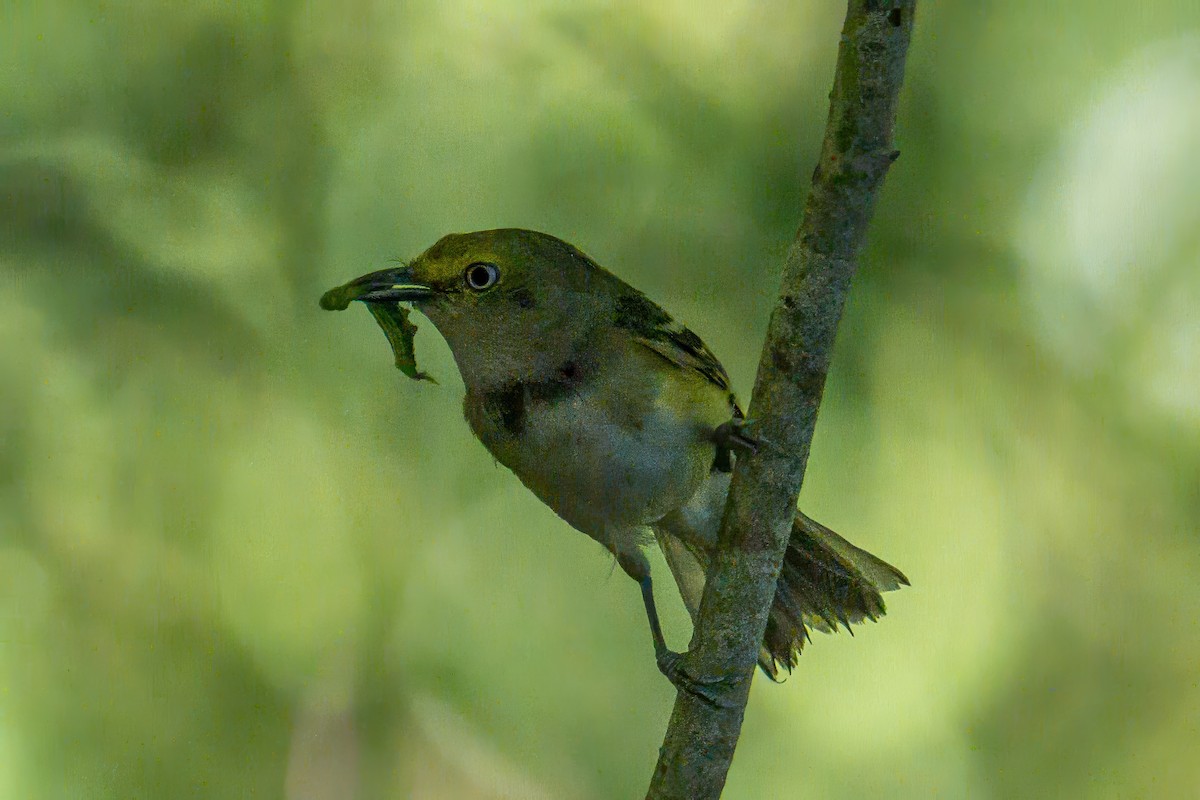 White-eyed Vireo - ML638488384