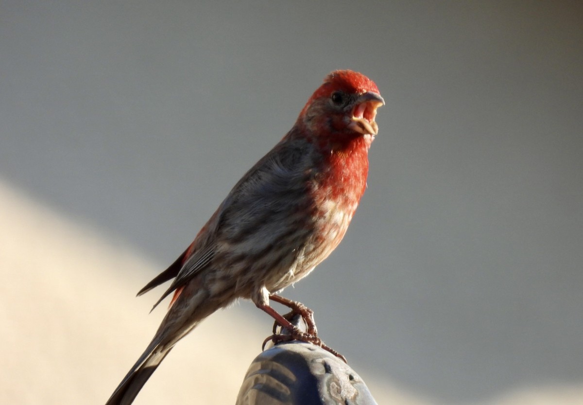 House Finch - ML638488398
