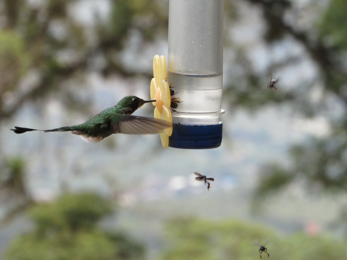 White-booted Racket-tail - ML638488406