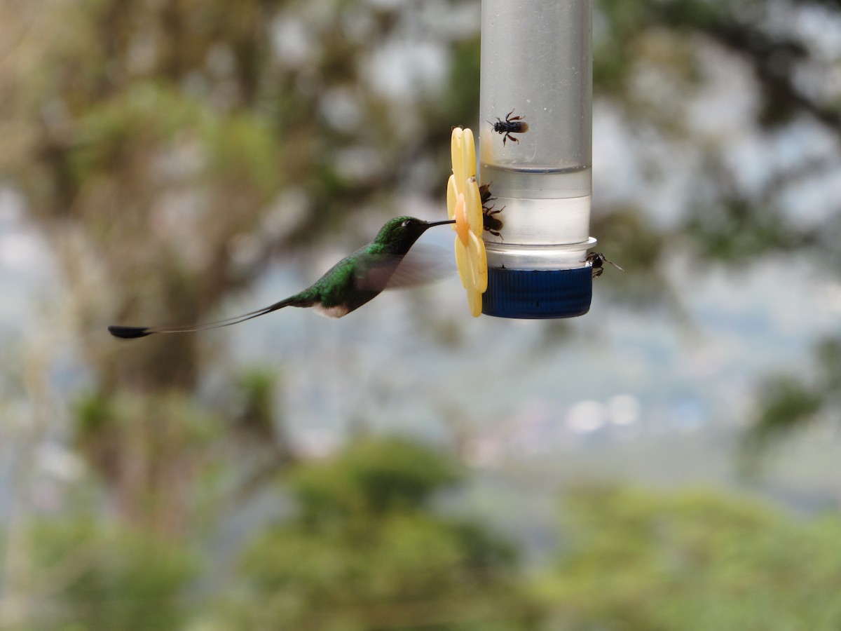 White-booted Racket-tail - ML638488423