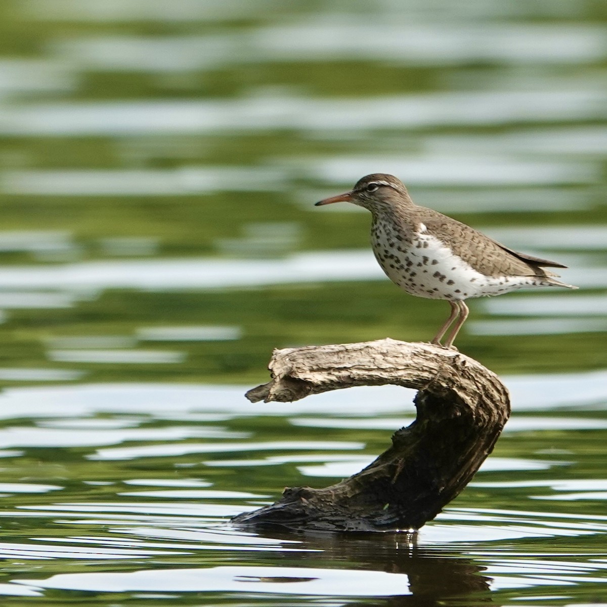 Spotted Sandpiper - ML638488452
