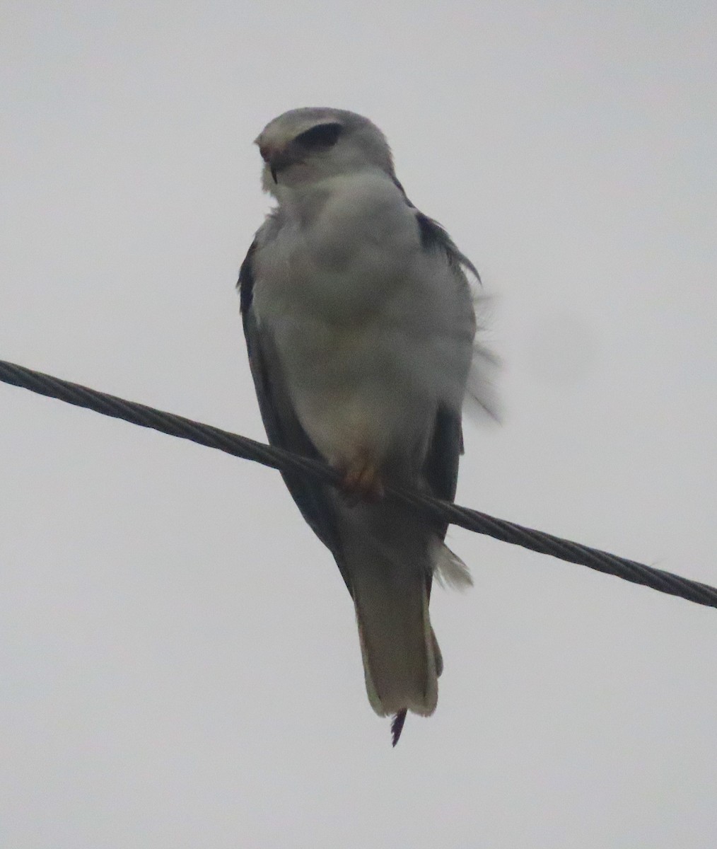 Black-winged Kite - ML638488481