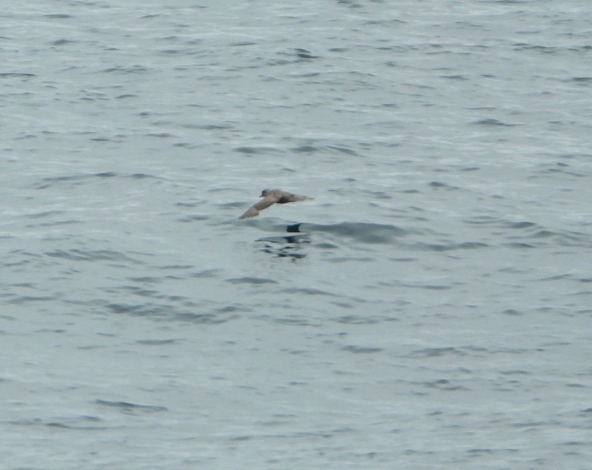 Northern Fulmar - ML638488484