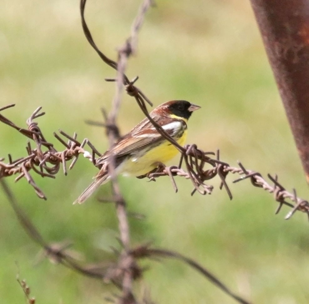 Yellow-breasted Bunting - ML638488487