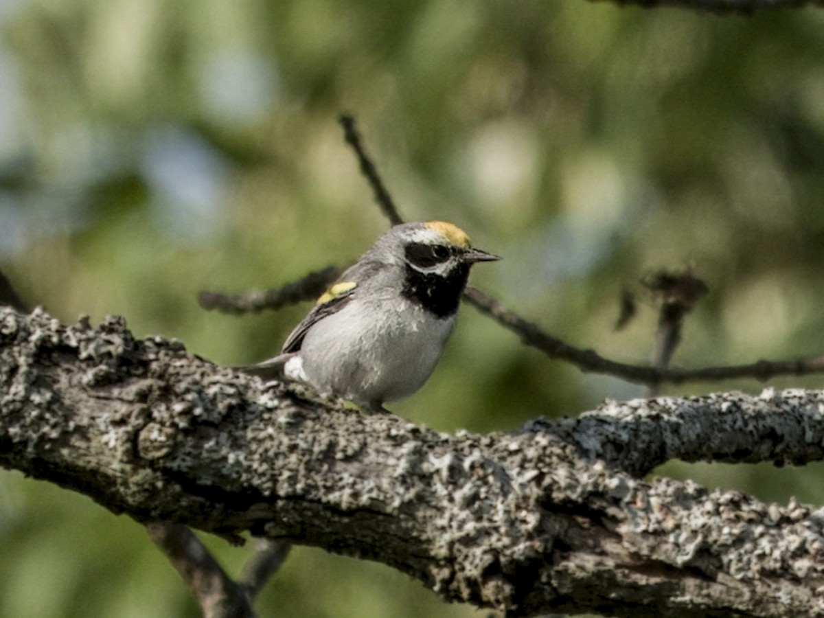 Golden-winged Warbler - ML638488496