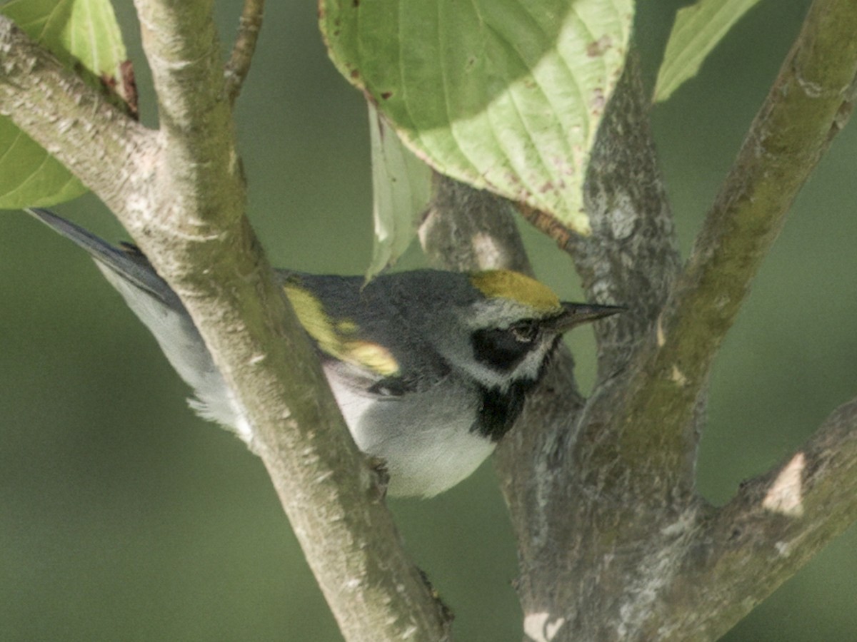 Golden-winged Warbler - ML638488497