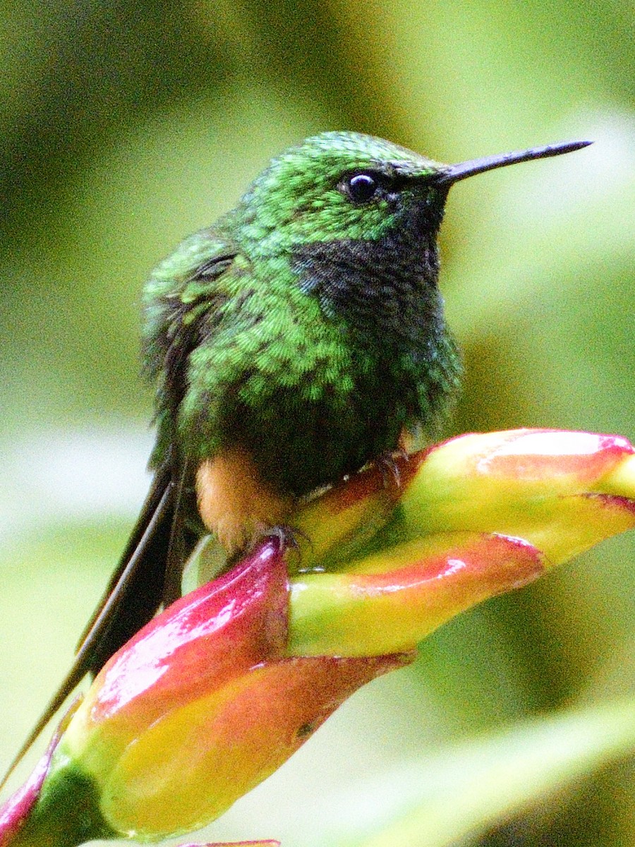 Peruvian Racket-tail - ML638488499