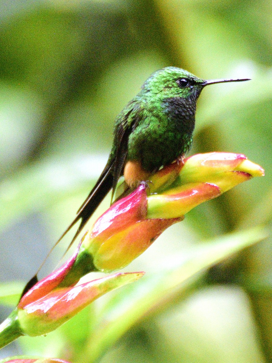 Peruvian Racket-tail - ML638488502
