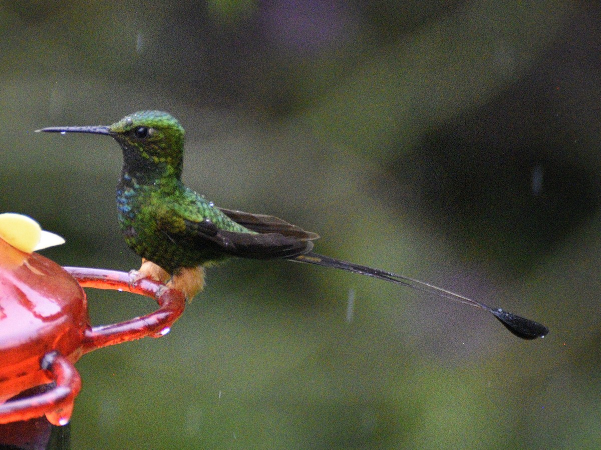 Peruvian Racket-tail - ML638488504