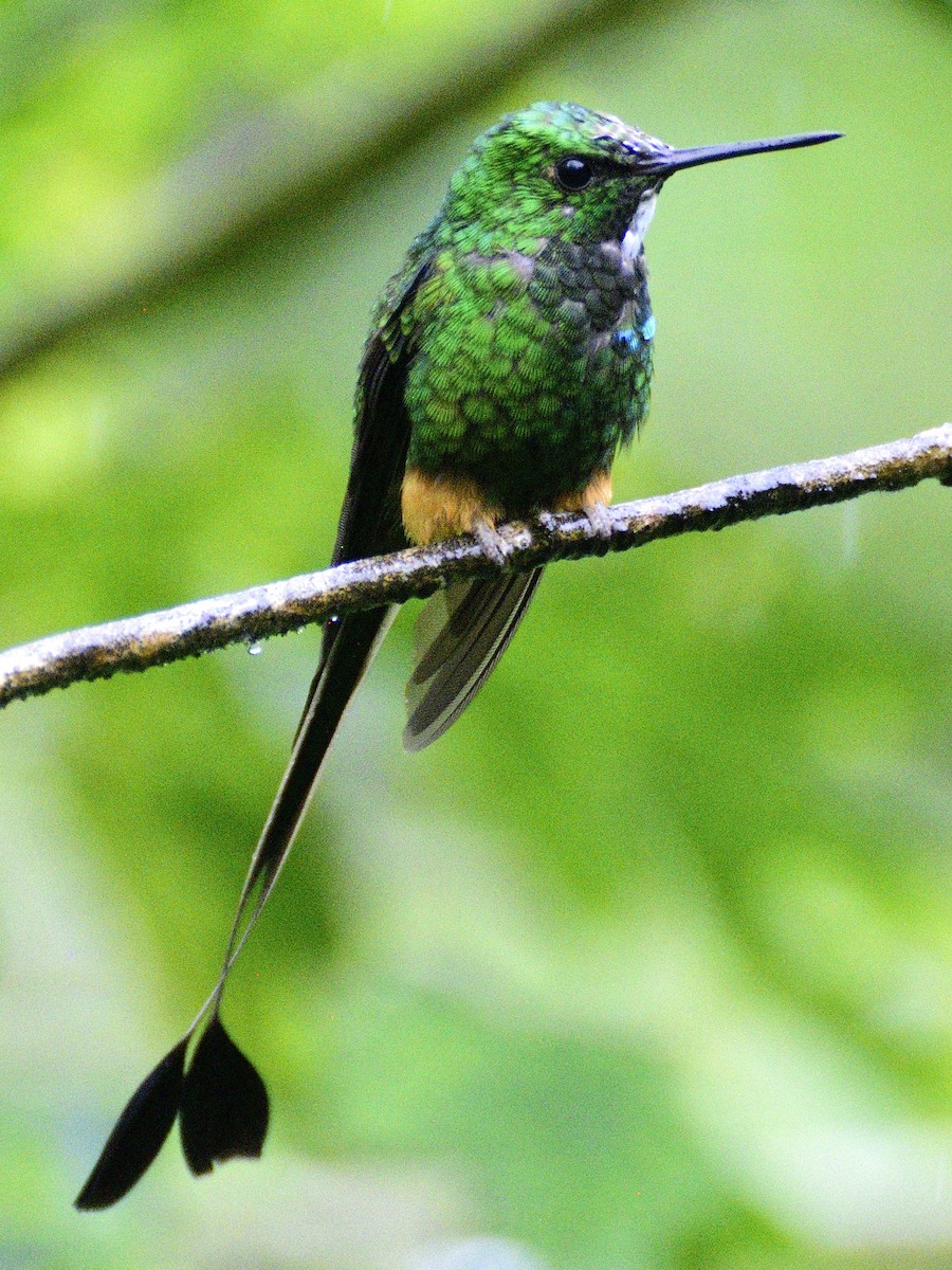 Peruvian Racket-tail - ML638488506