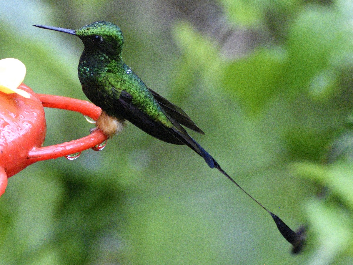 Peruvian Racket-tail - ML638488507