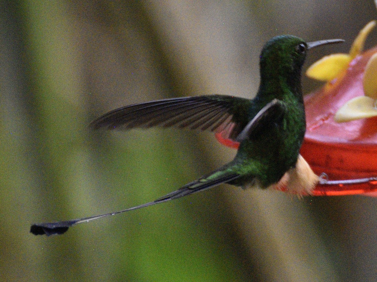 Peruvian Racket-tail - ML638488510