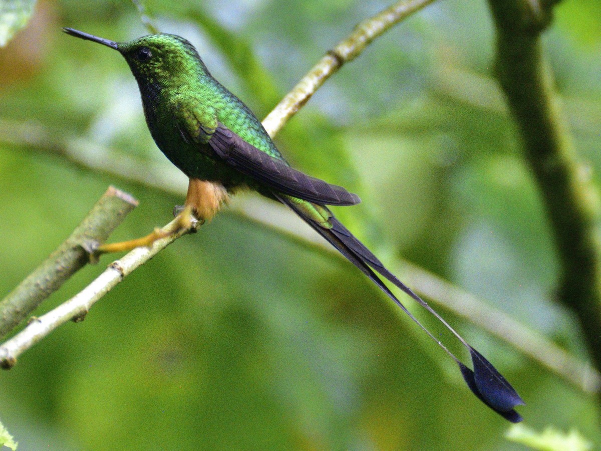 Peruvian Racket-tail - ML638488511
