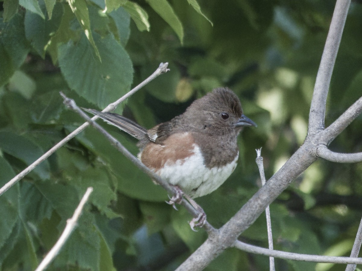 Eastern Towhee - ML638488512