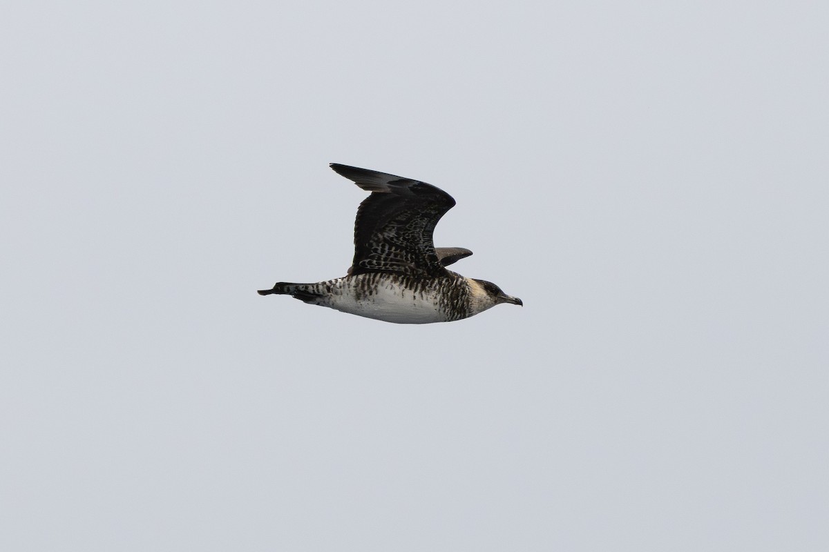 Pomarine Jaeger - ML638488517