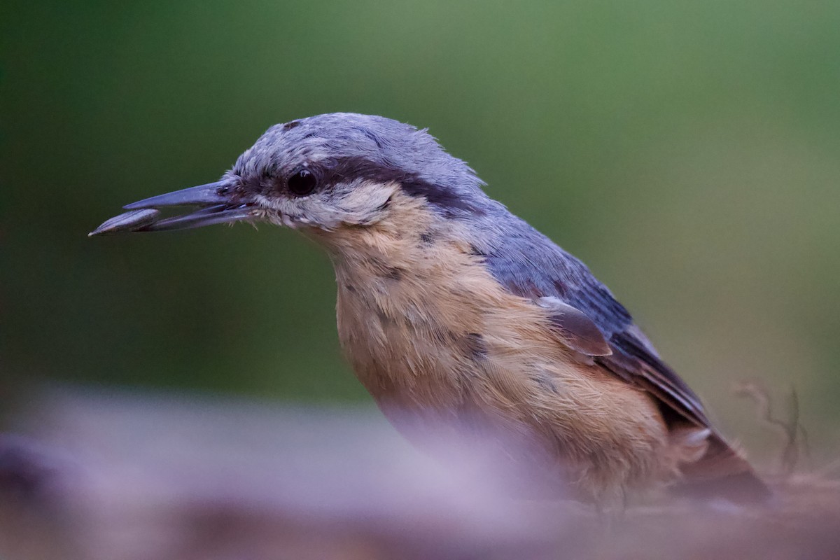 Garrapo eurasiarra - ML638488541