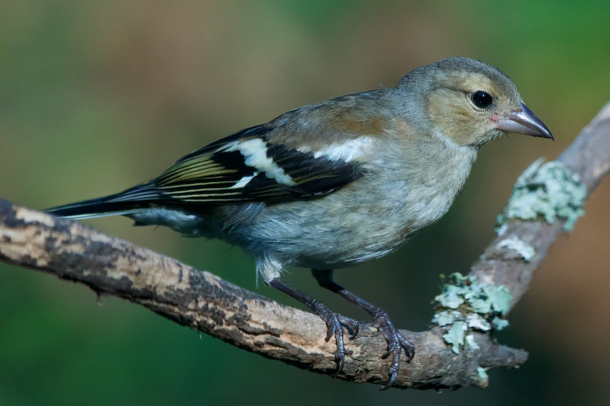 pěnkava obecná - ML638488557