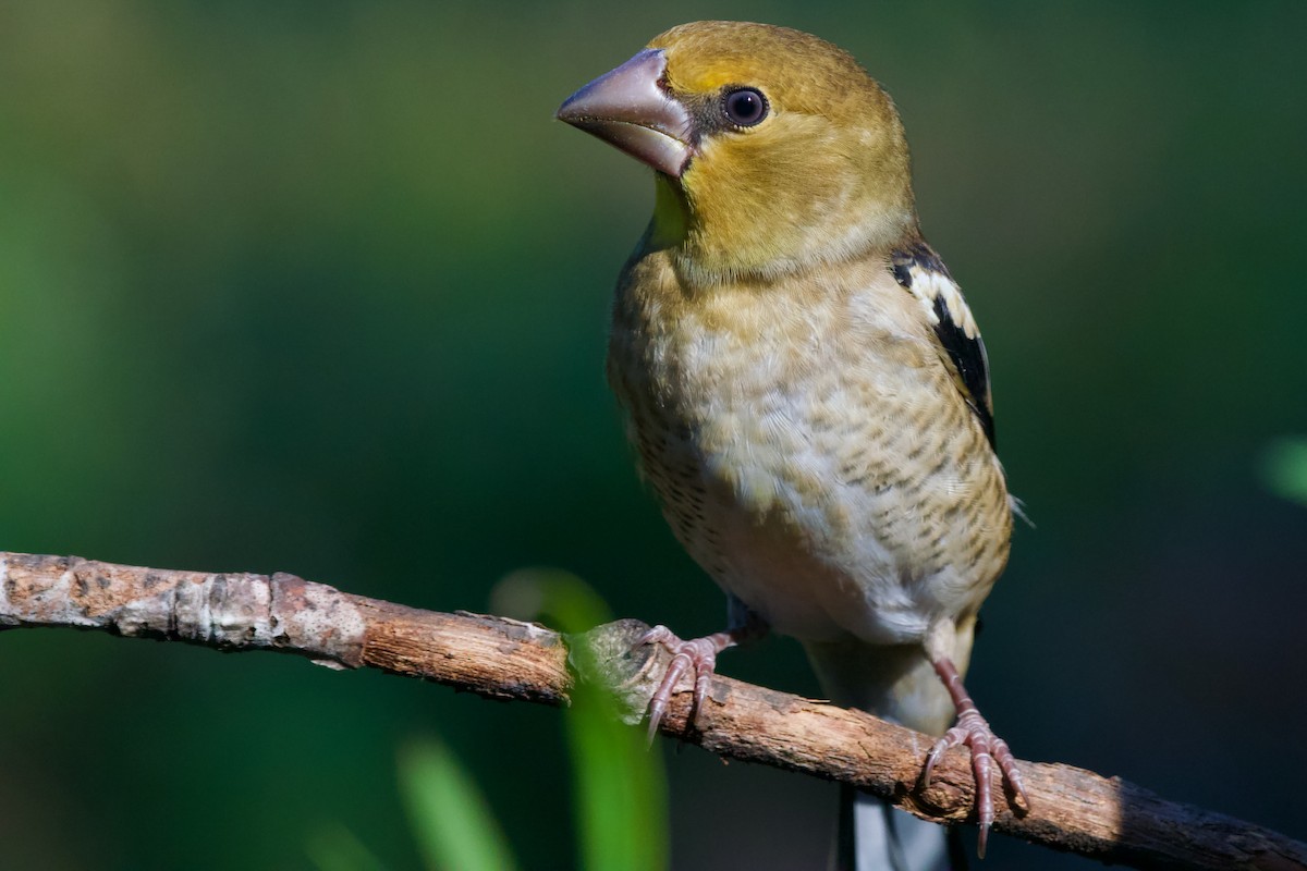 dlask tlustozobý - ML638488564