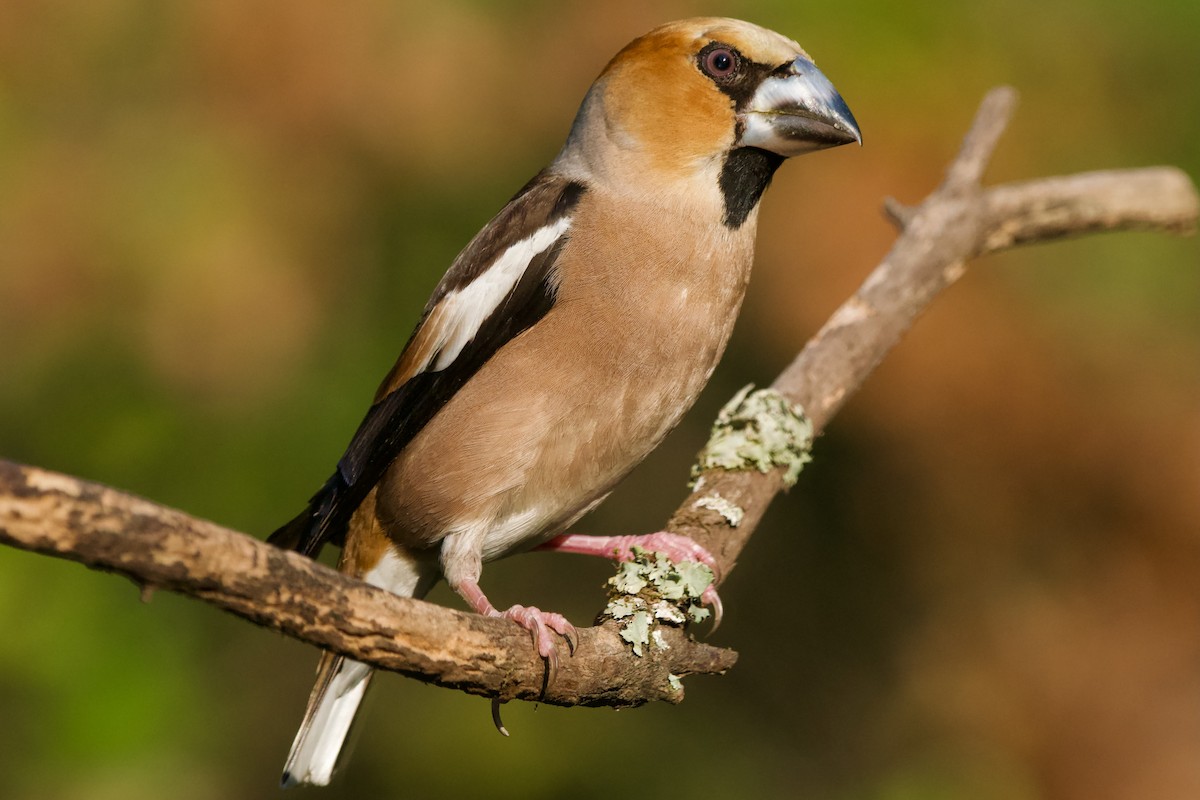 dlask tlustozobý - ML638488568