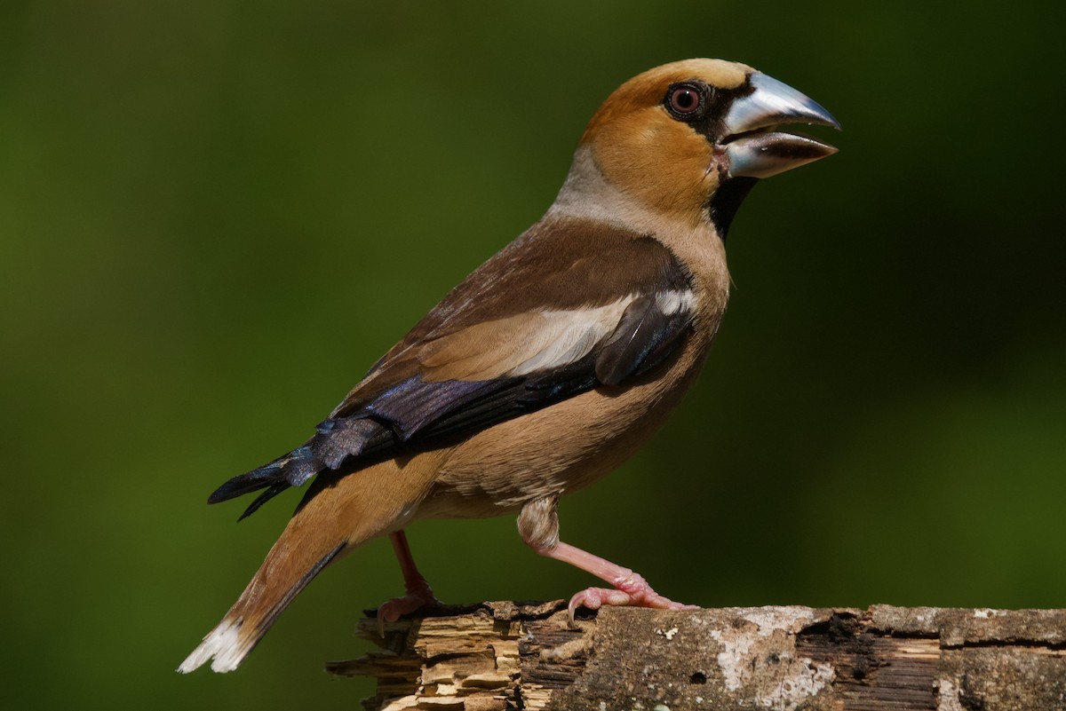 dlask tlustozobý - ML638488572