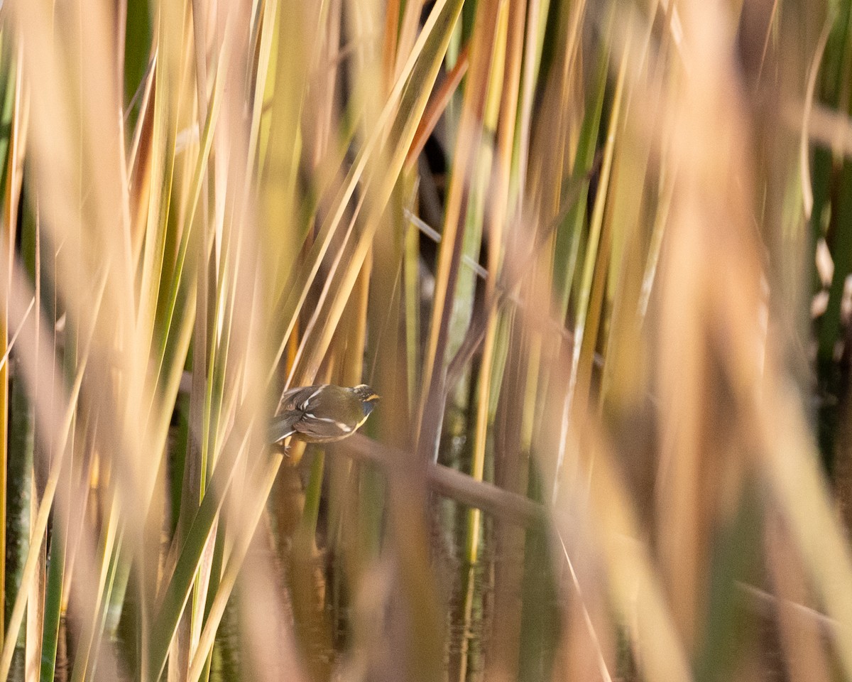 Many-colored Rush Tyrant - ML638488615