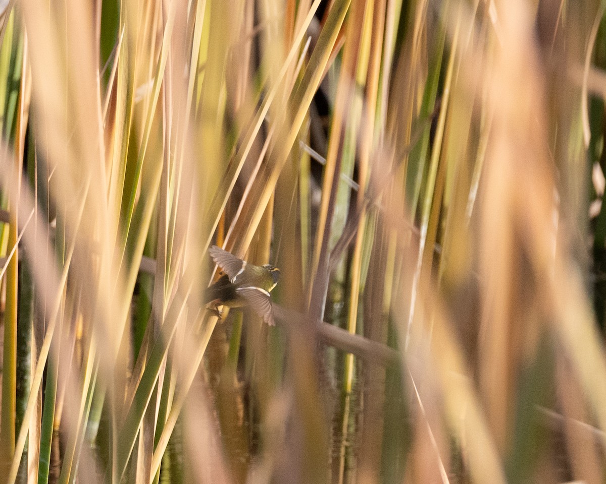 Many-colored Rush Tyrant - ML638488617