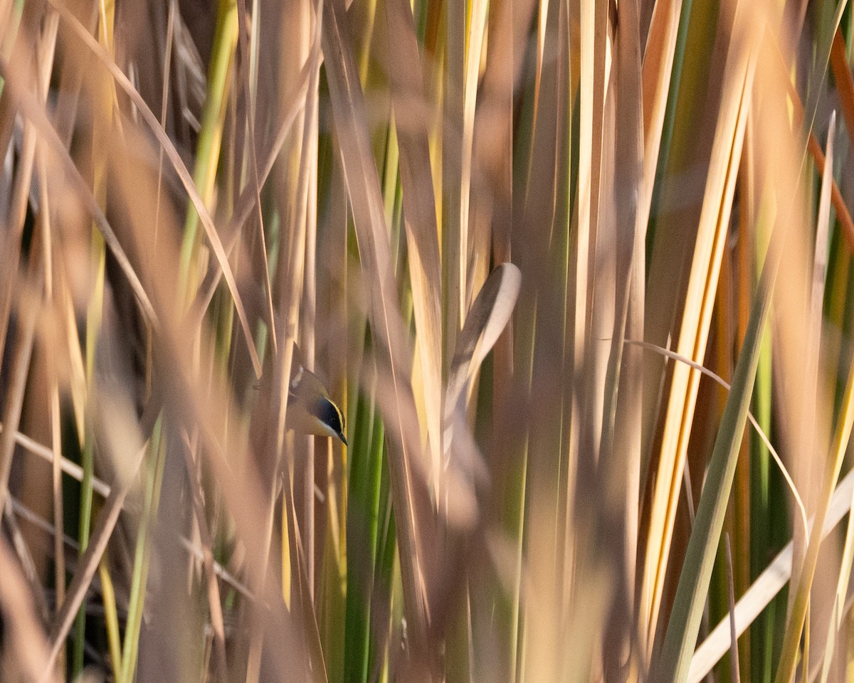 Many-colored Rush Tyrant - ML638488618