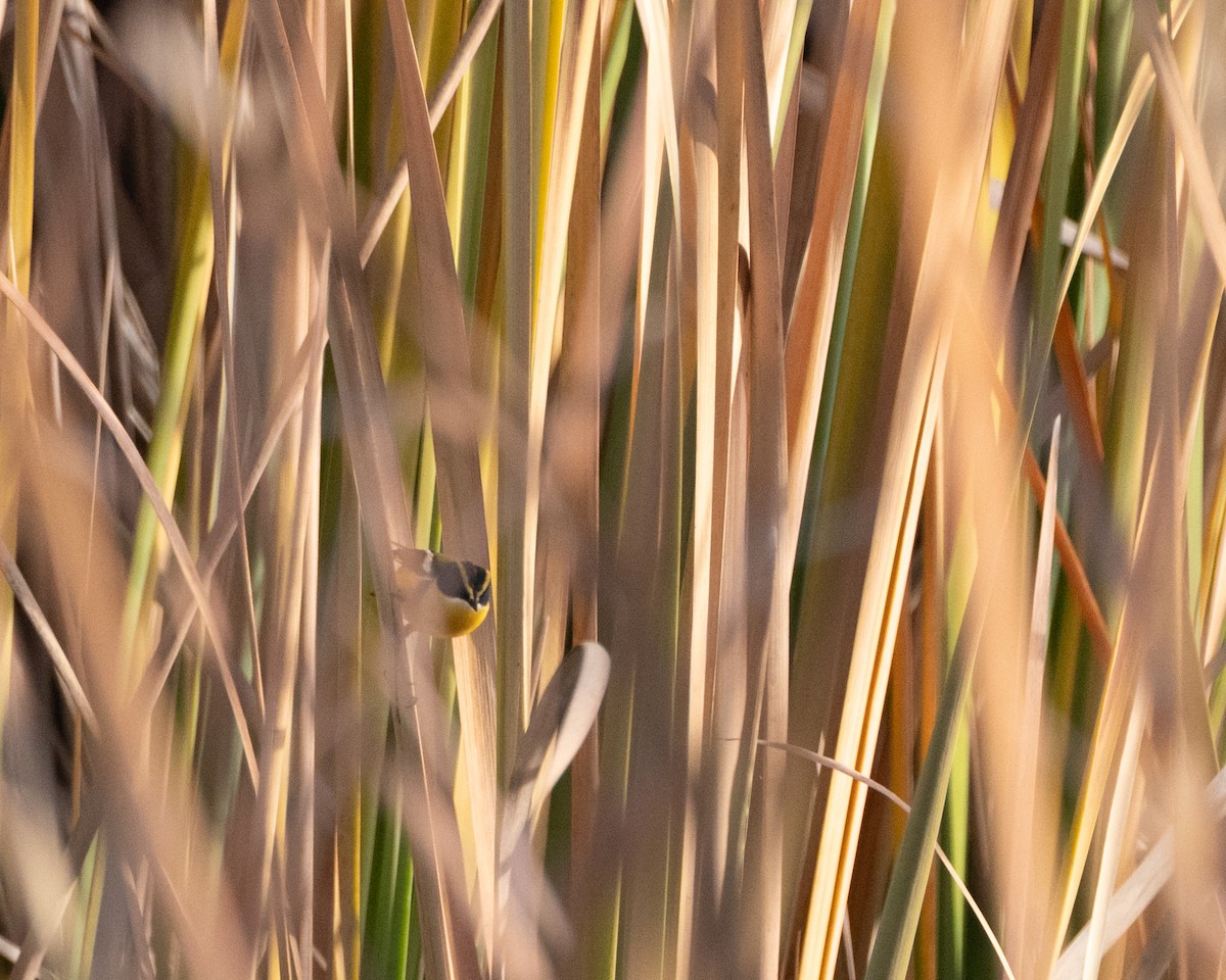 Many-colored Rush Tyrant - ML638488619