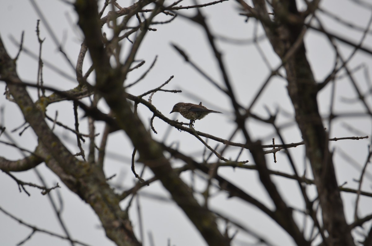 Eastern Bluebird - ML638488634
