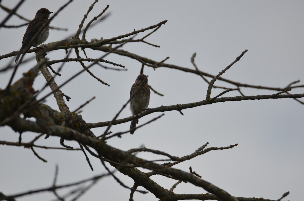 Eastern Bluebird - ML638488635