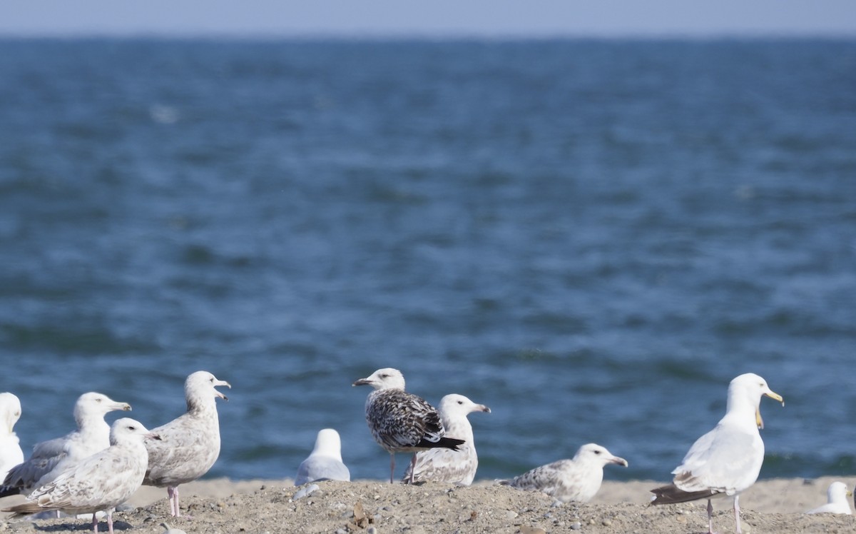 Lesser Black-backed Gull - ML638488636