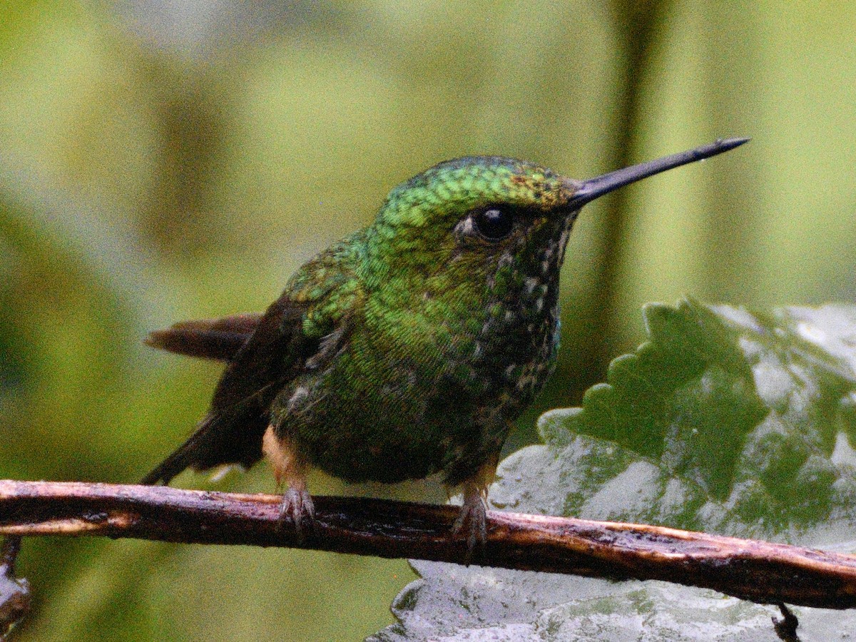 Peruvian Racket-tail - ML638488652