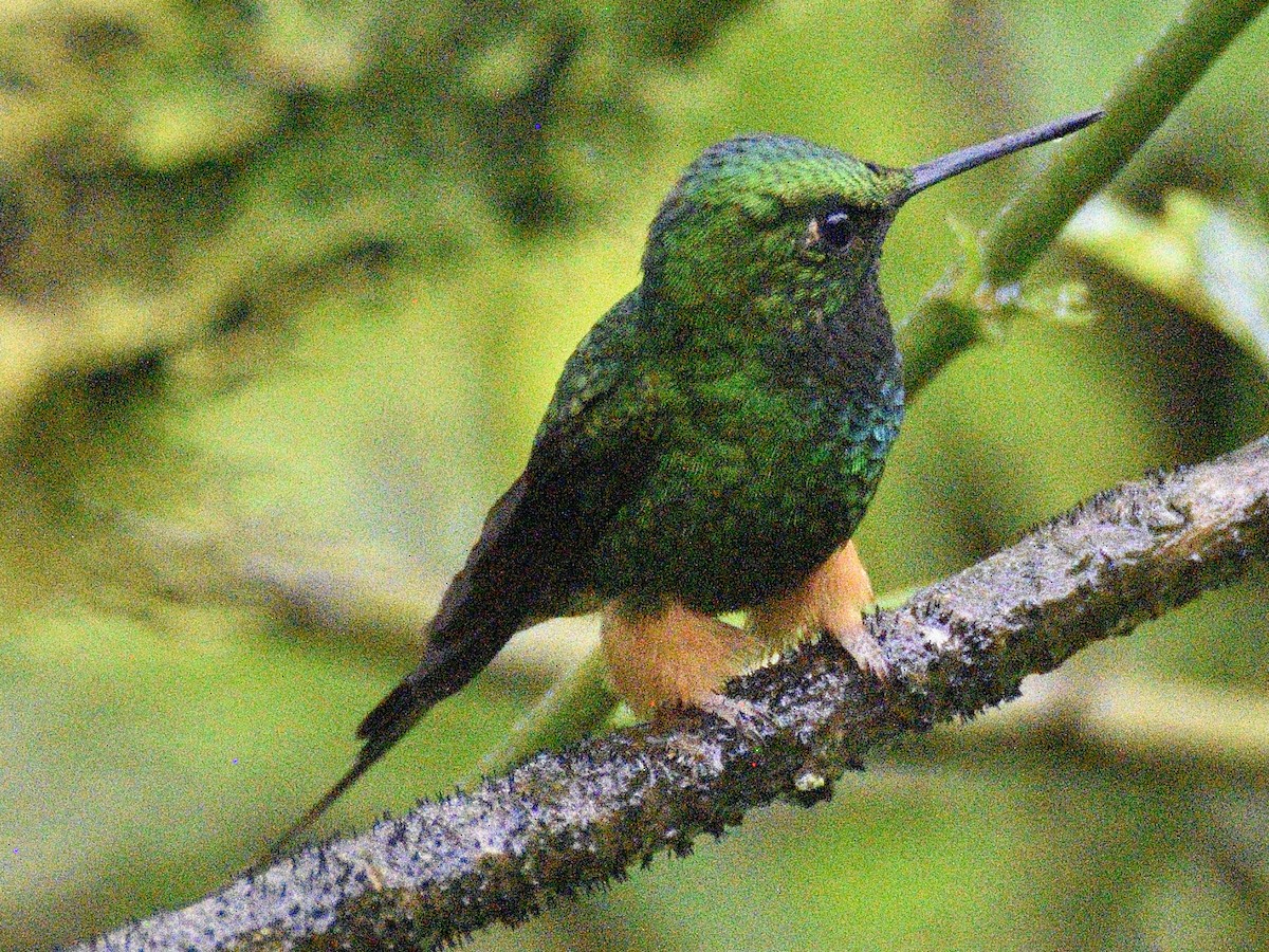 Peruvian Racket-tail - ML638488653