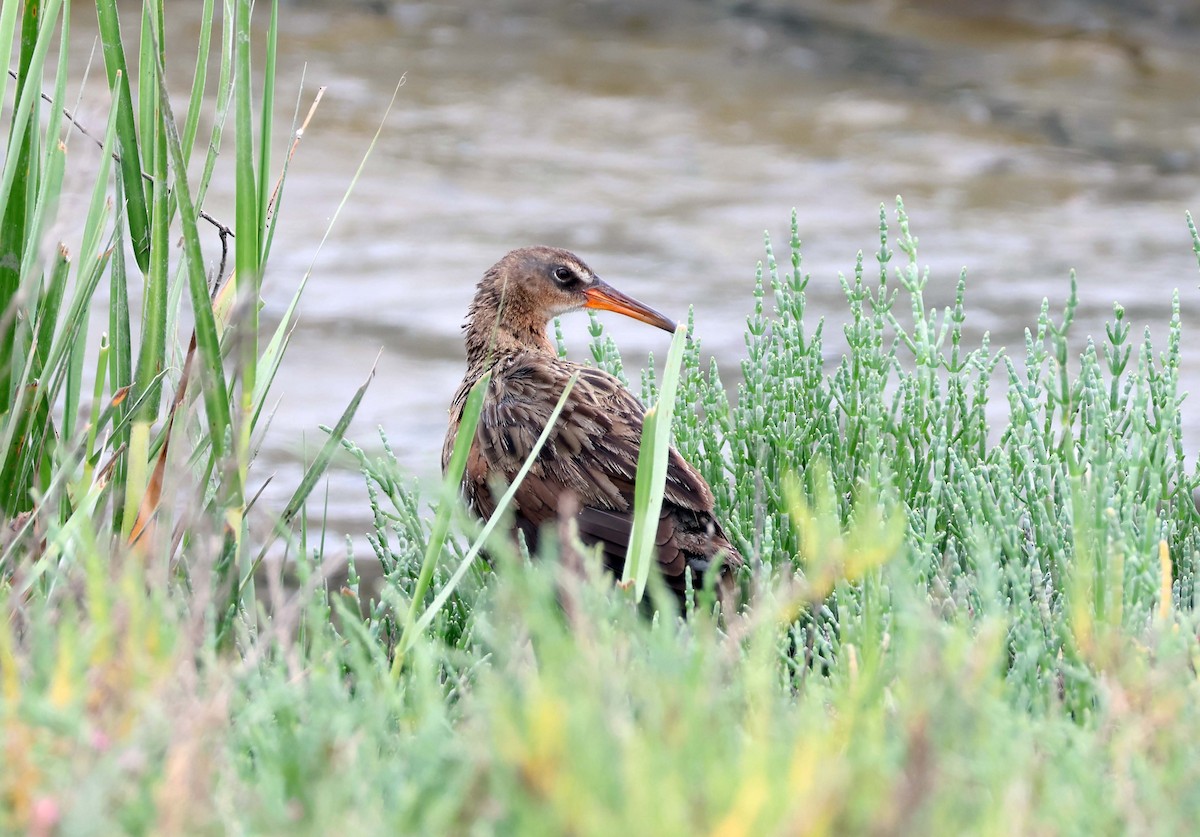 Ridgway's Rail - ML638488654