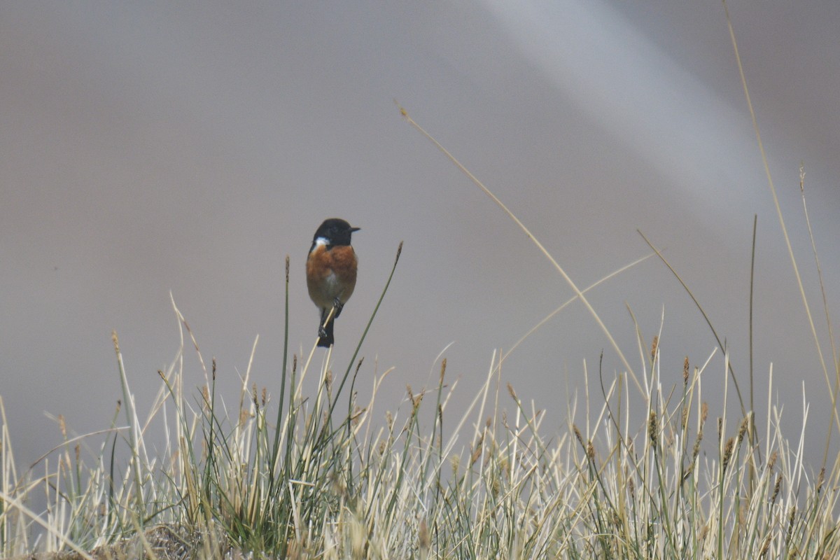 Siberian Stonechat (Przevalski's) - ML638488655
