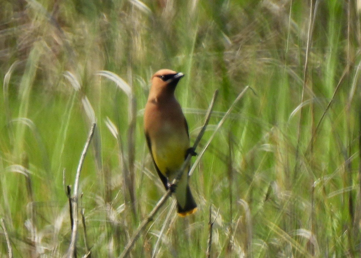 Cedar Waxwing - ML638488685