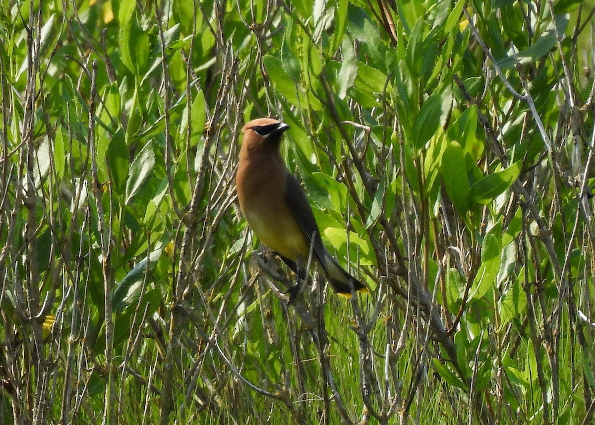 Cedar Waxwing - ML638488686
