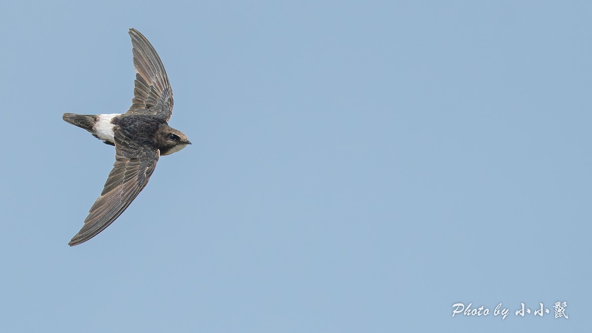 Little Swift - ML638488695