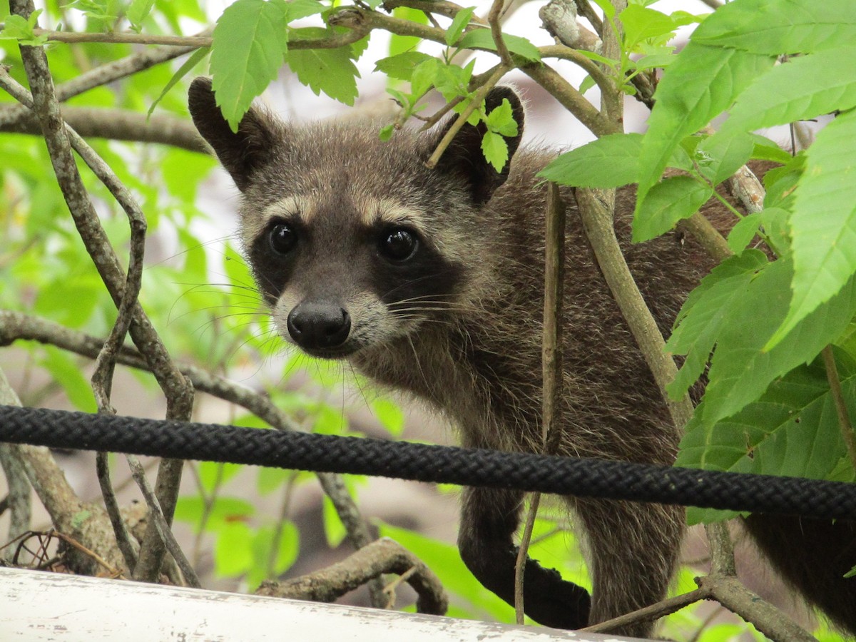 Raccoons - ML638488699