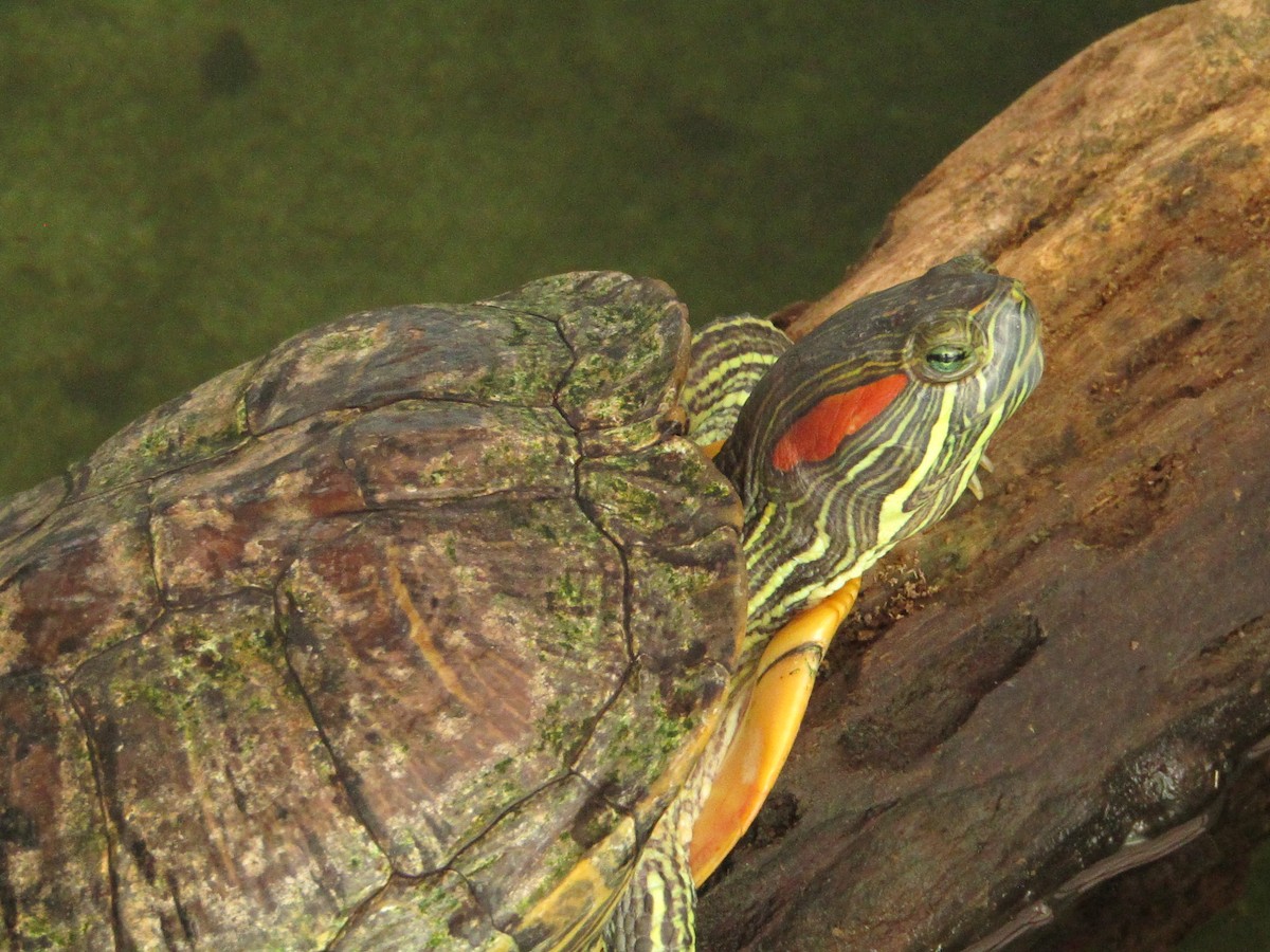 Tortoises - ML638488706