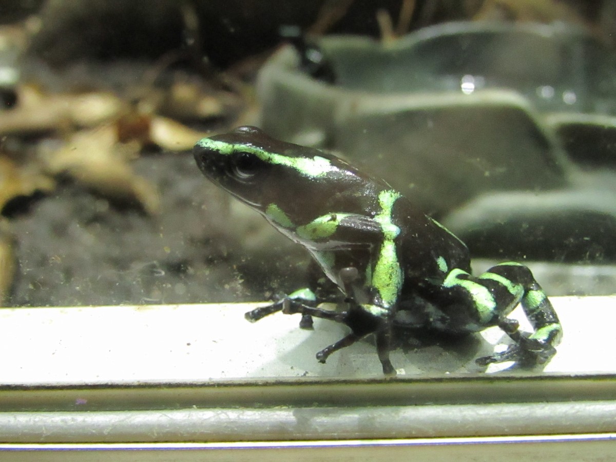 Frogs and Toads - ML638488711