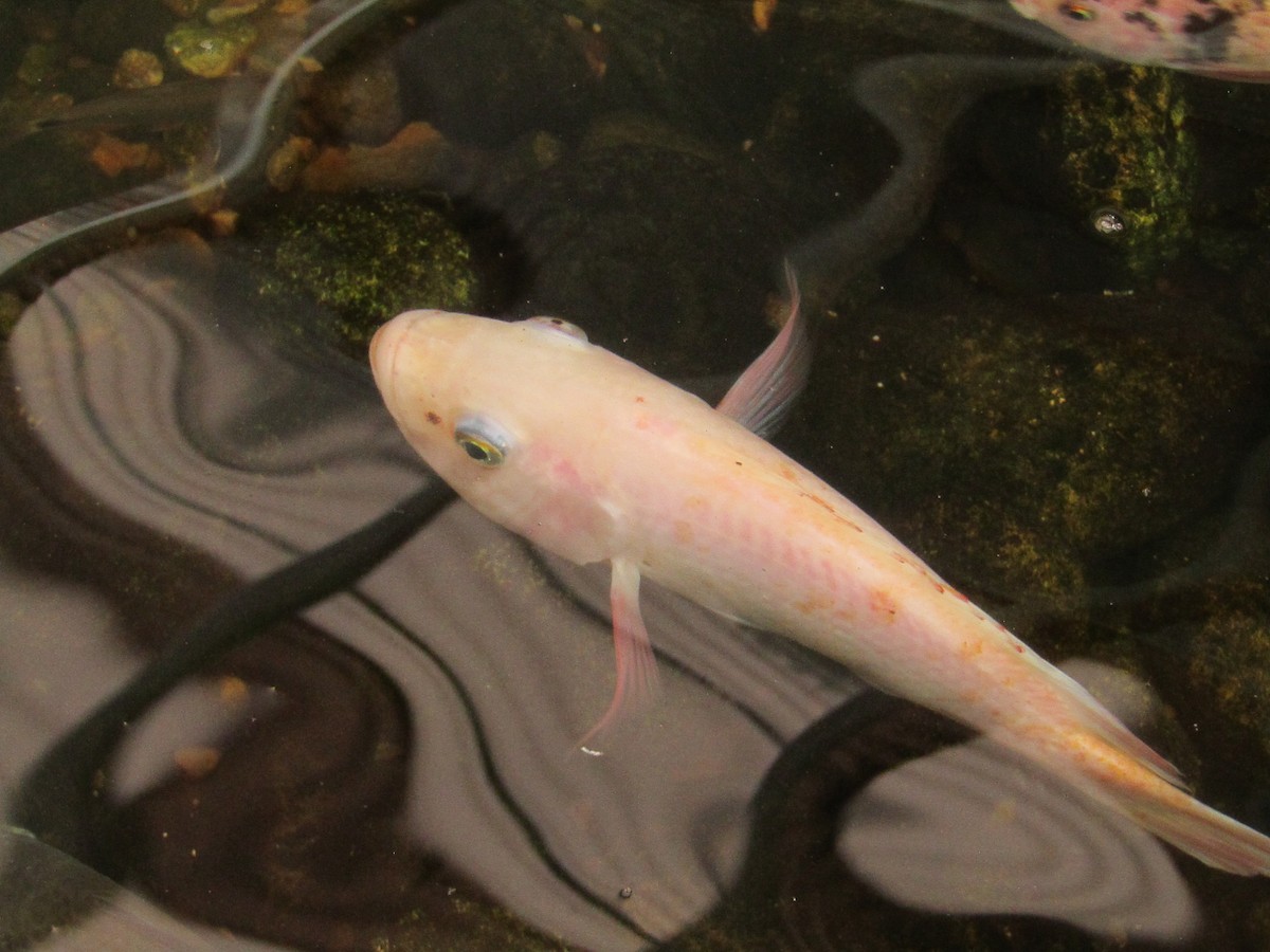 Animals - ML638488713