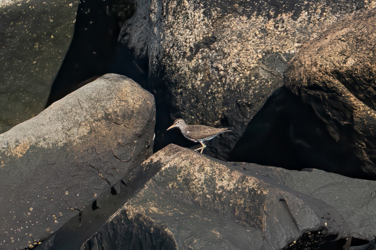 Spotted Sandpiper - ML638488718
