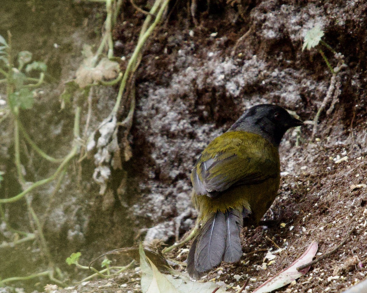 Large-footed Finch - ML638488723