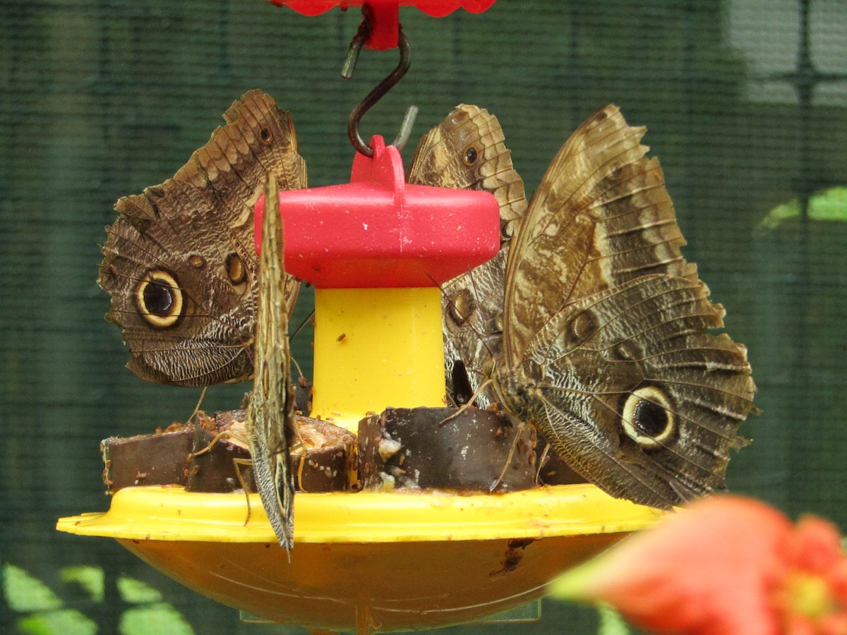 Butterflies - ML638488724