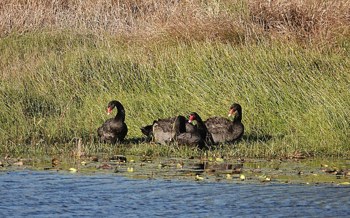Black Swan - ML638488726